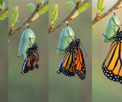 goo-butterfly